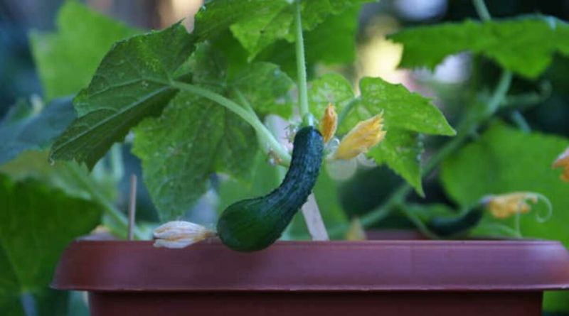 NEVER Let Containers Completely Dry Out