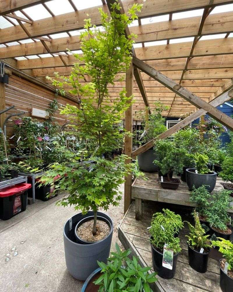 Adjust for Container-Grown Maples