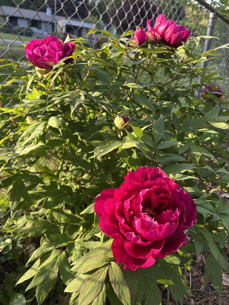 Look for clear variety identification