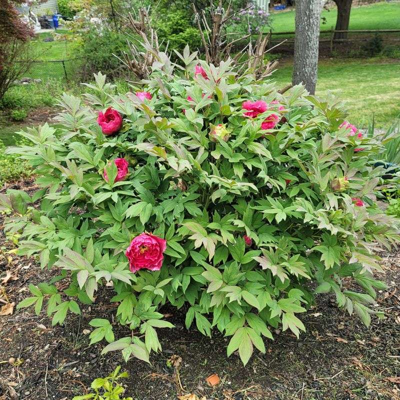 Research peony varieties beforehand