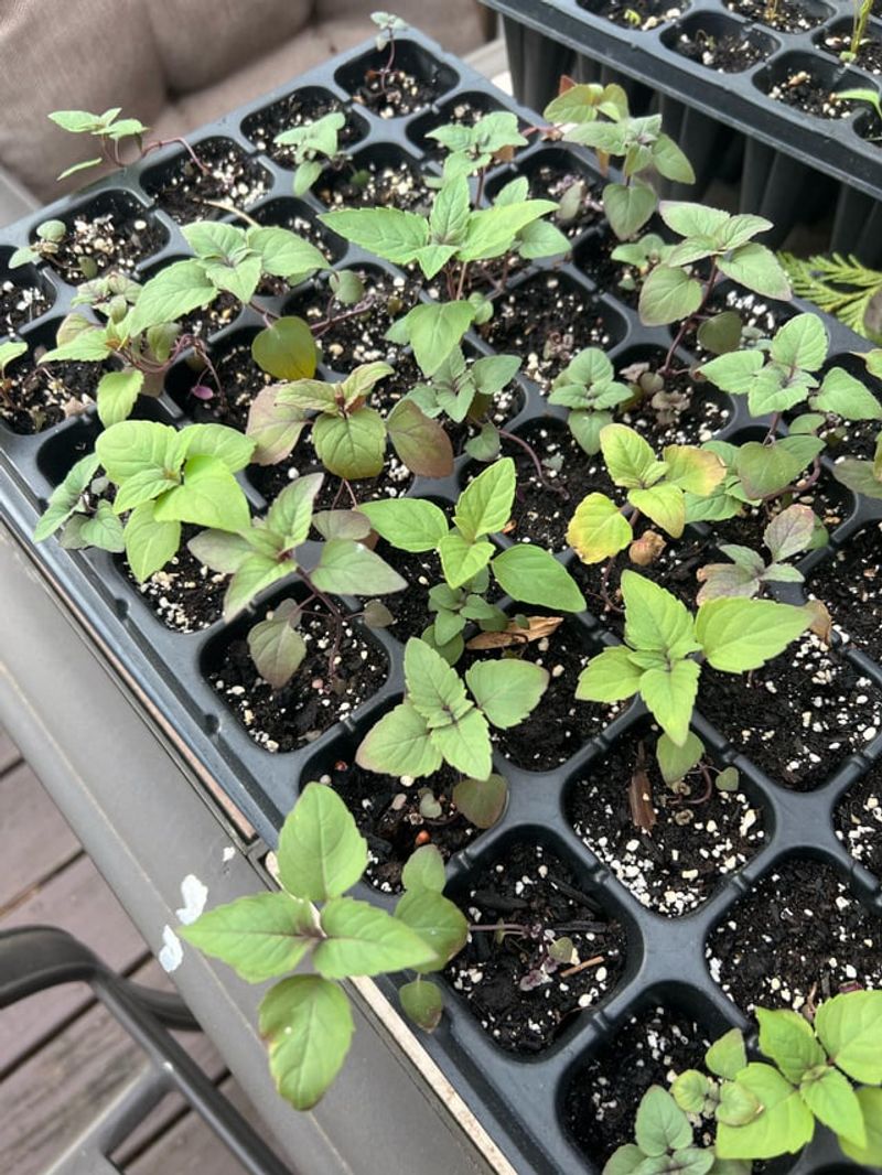 Spring Seedling Method