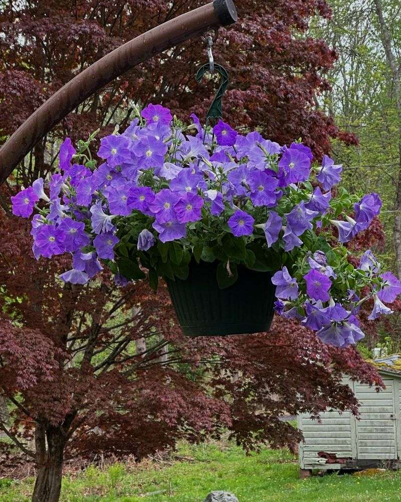 Hanging Basket Canopies