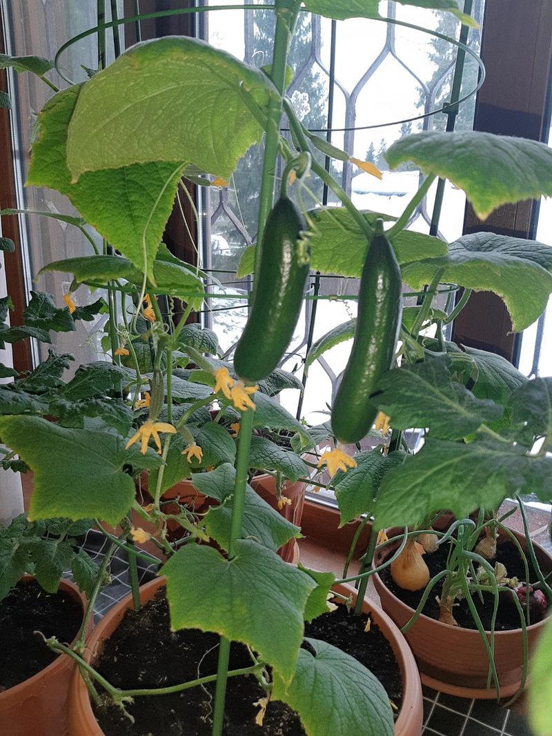Greenhouse Environments