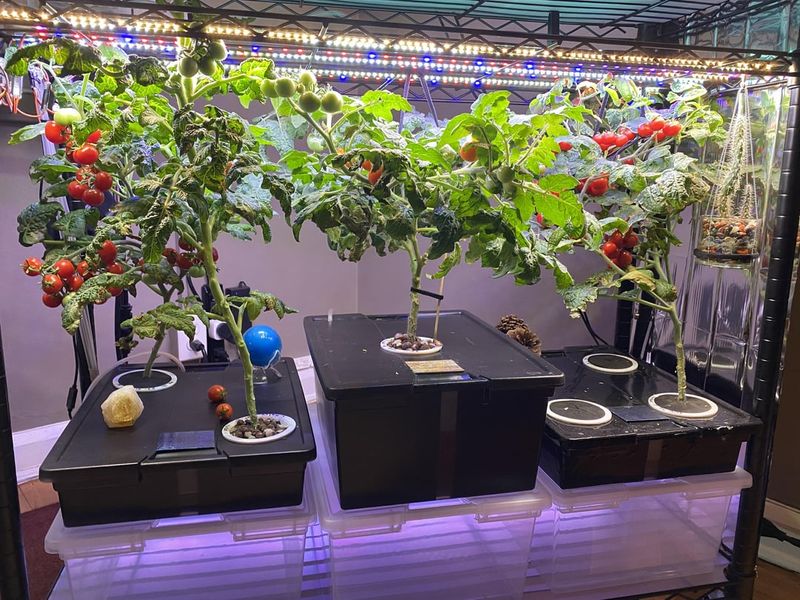 Greenhouse Shelves