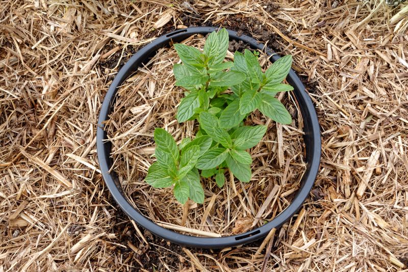 Root Barrier Installation
