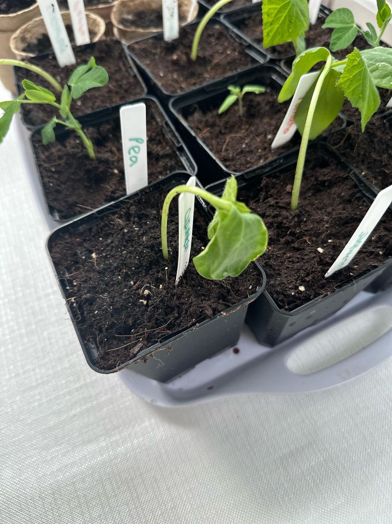 Transplant Shock