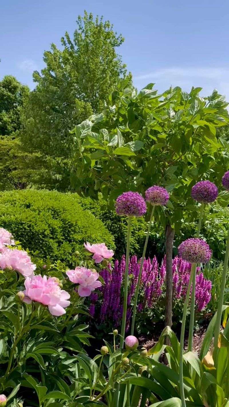 Peony and Allium Combination