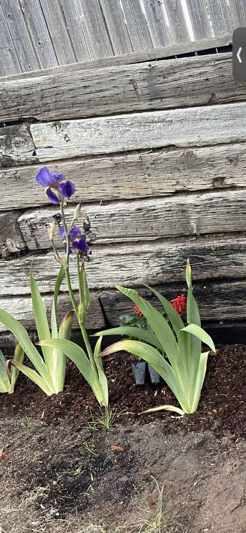 Recently Disturbed Soil