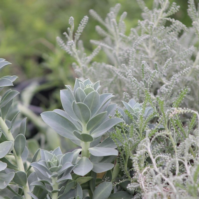 Water-Wise Xeriscape Bowls