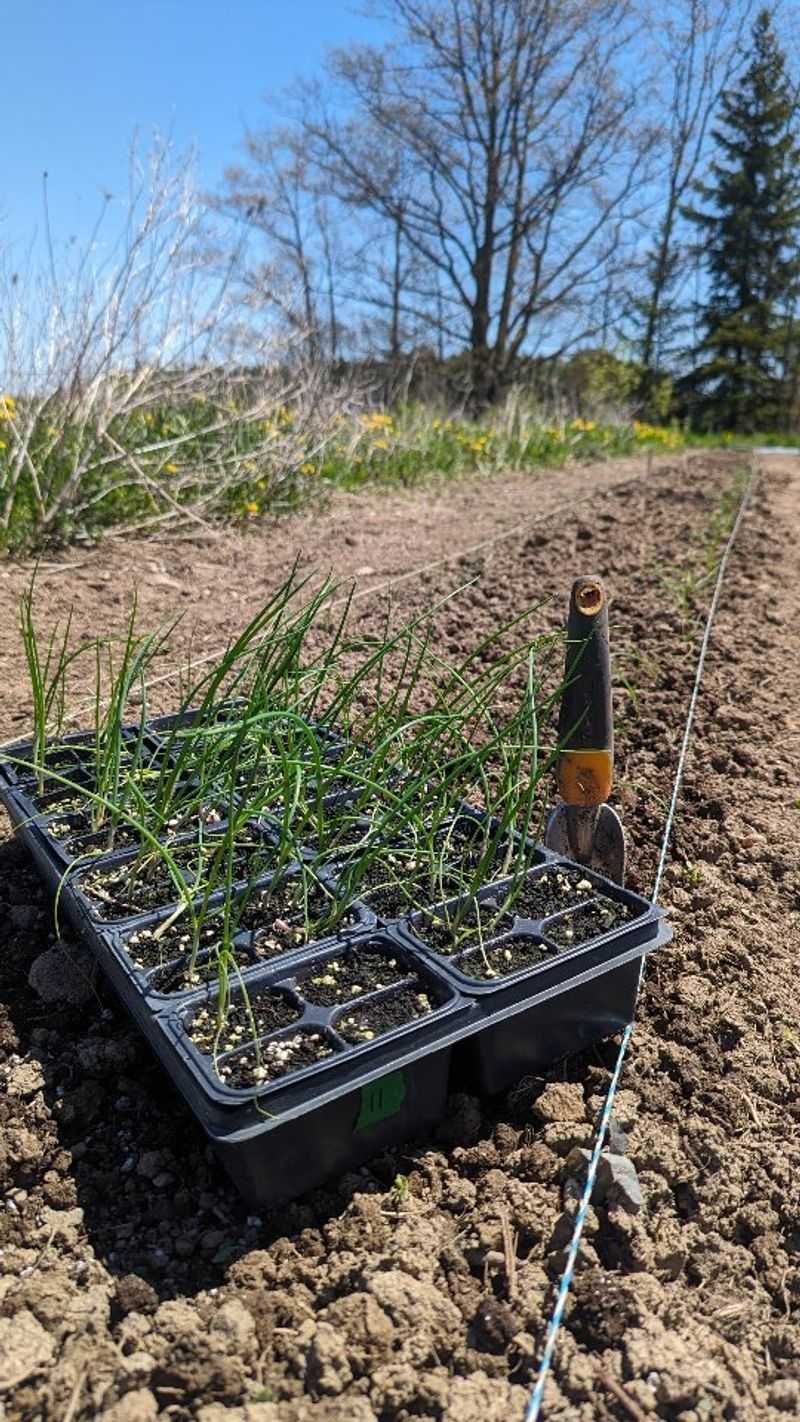 Use Local Farmers as Timing Guides