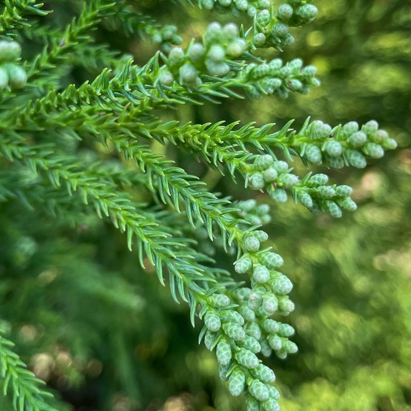 Japanese Cedar