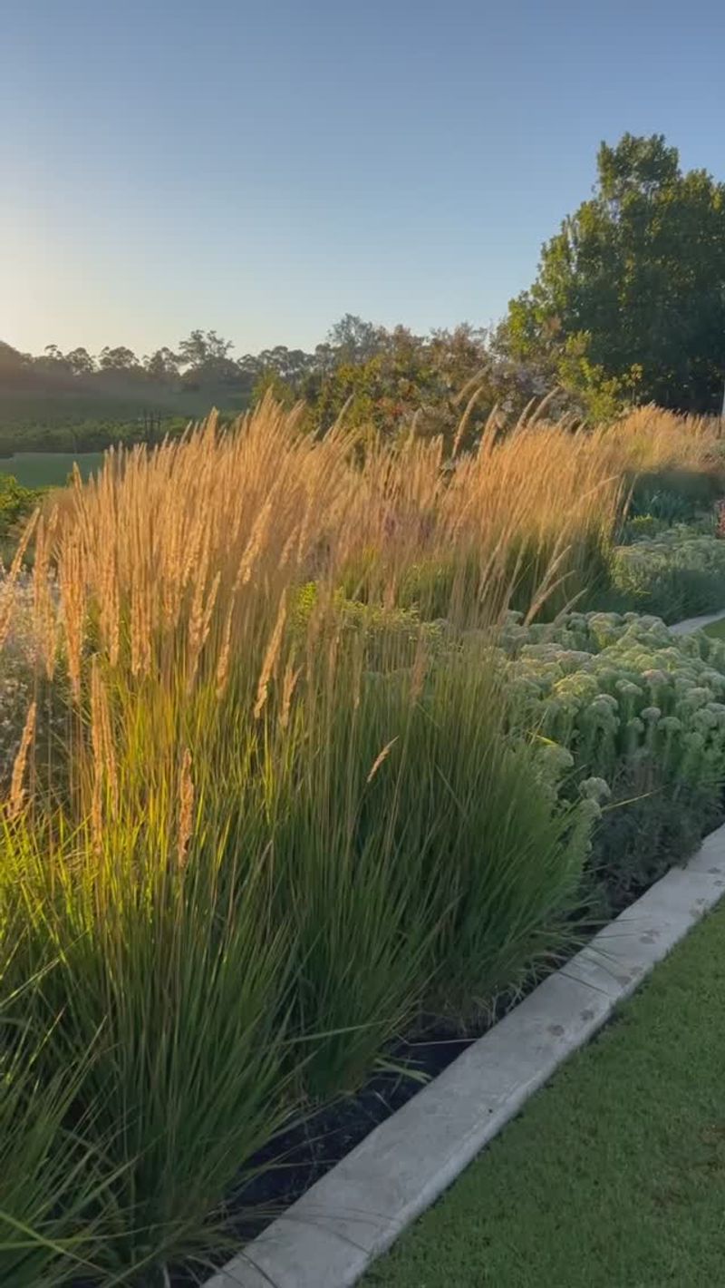 Ornamental Grasses – The Movement Makers