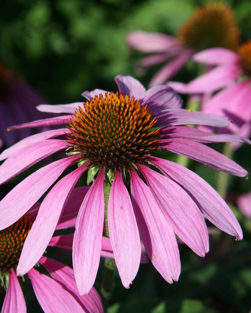 Coneflower
