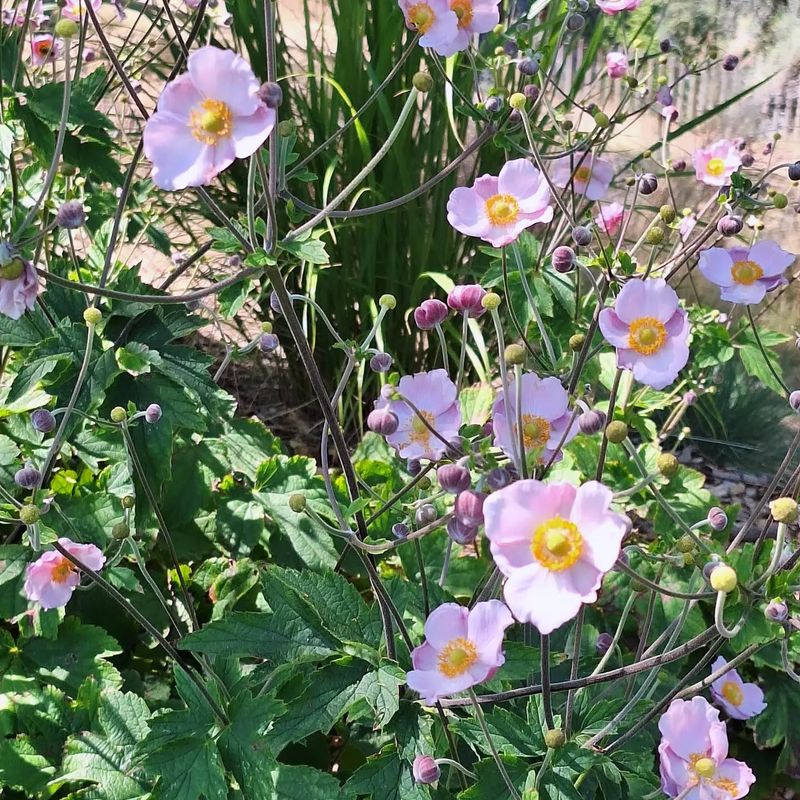 Japanese Anemone