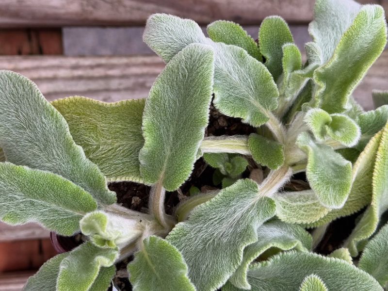 Lamb's Ear