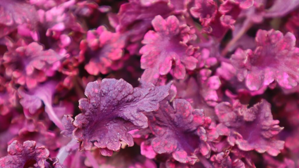 pink coral bells