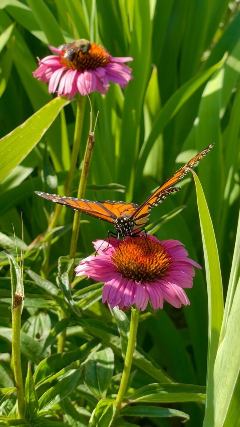 Coneflower