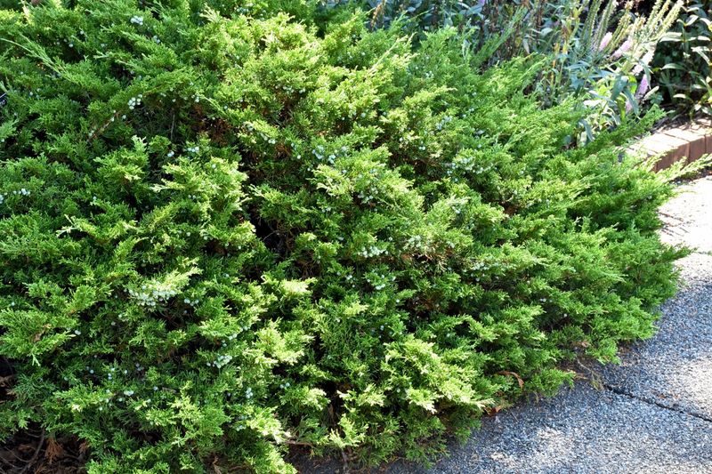 Creeping Juniper