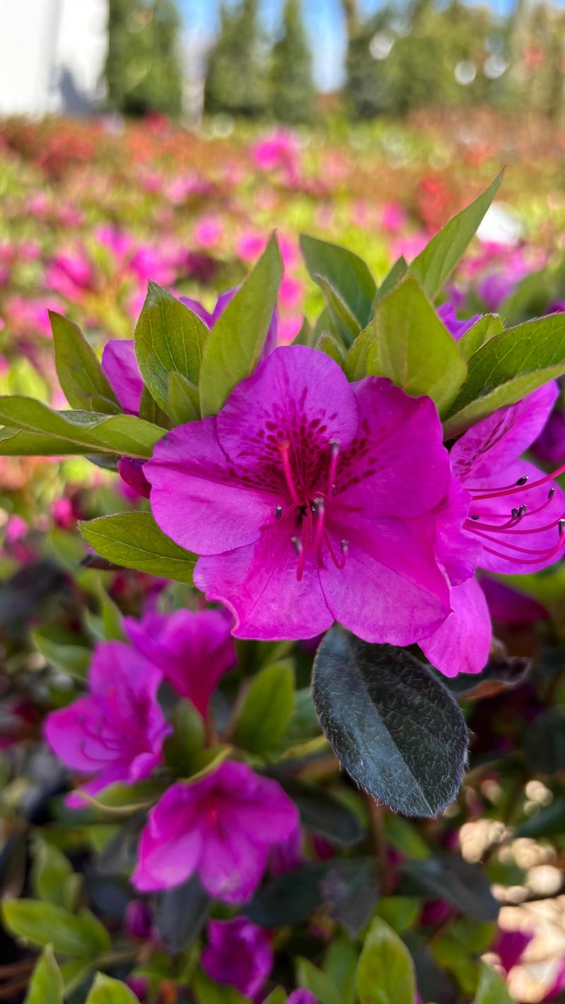 Rhododendrons Share Soil Preferences