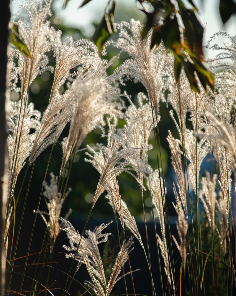 Ornamental Grasses: Movement and Winter Interest