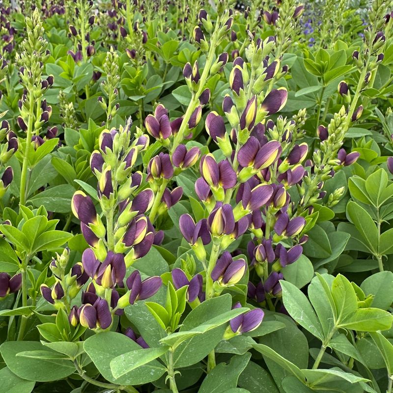 Baptisia: The Prairie Native That Stands Its Ground