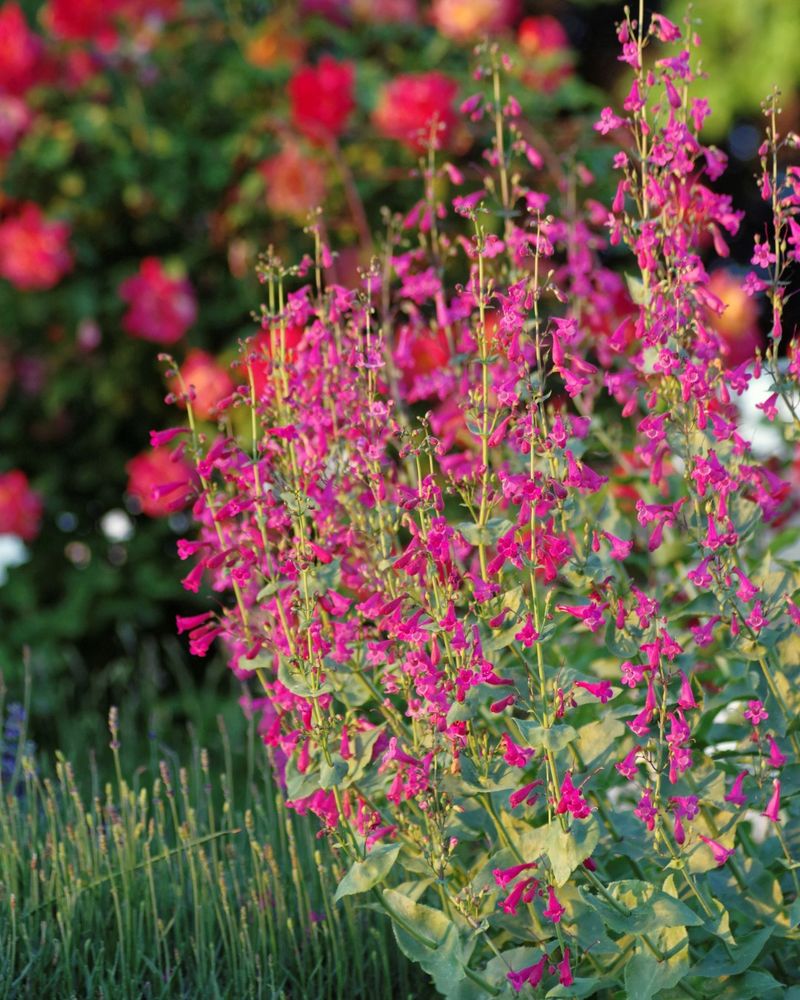 Penstemon (Beardtongue)