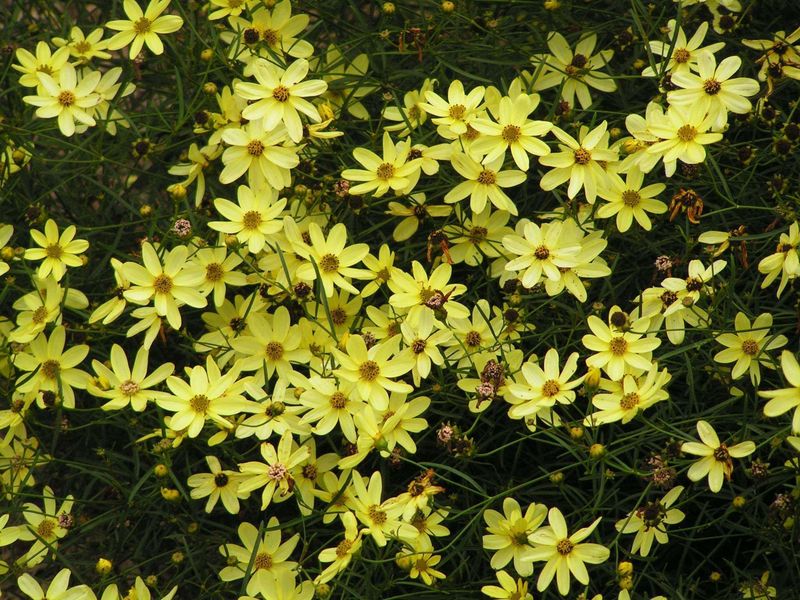 Coreopsis 'Moonbeam'
