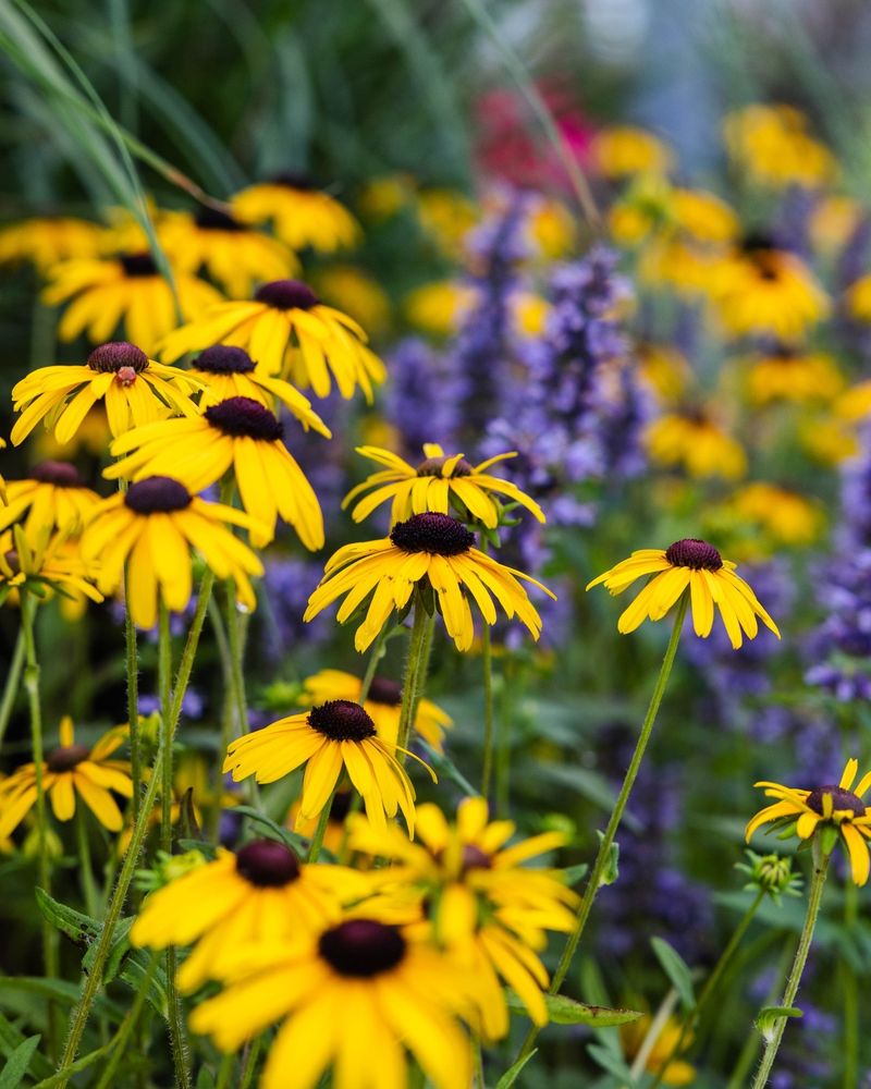 Black-Eyed Susan (Rudbeckia)