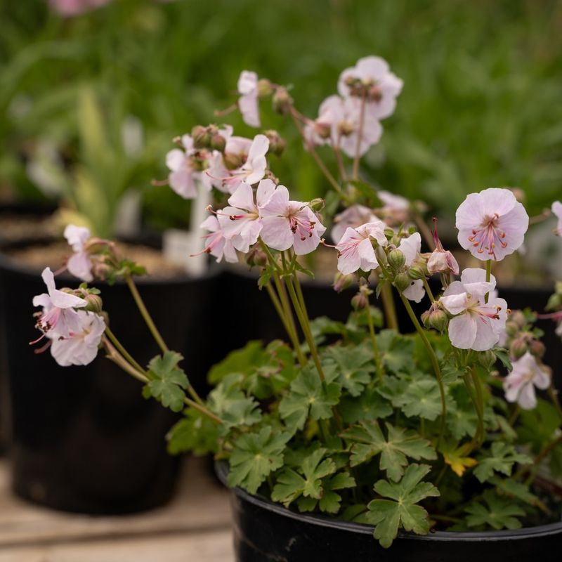 Hardy Geranium (Cranesbill)