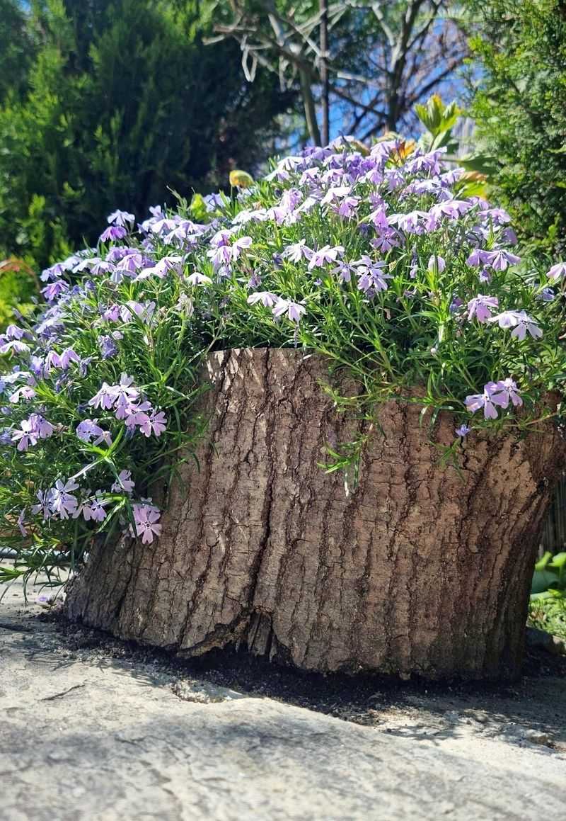 Creeping Phlox