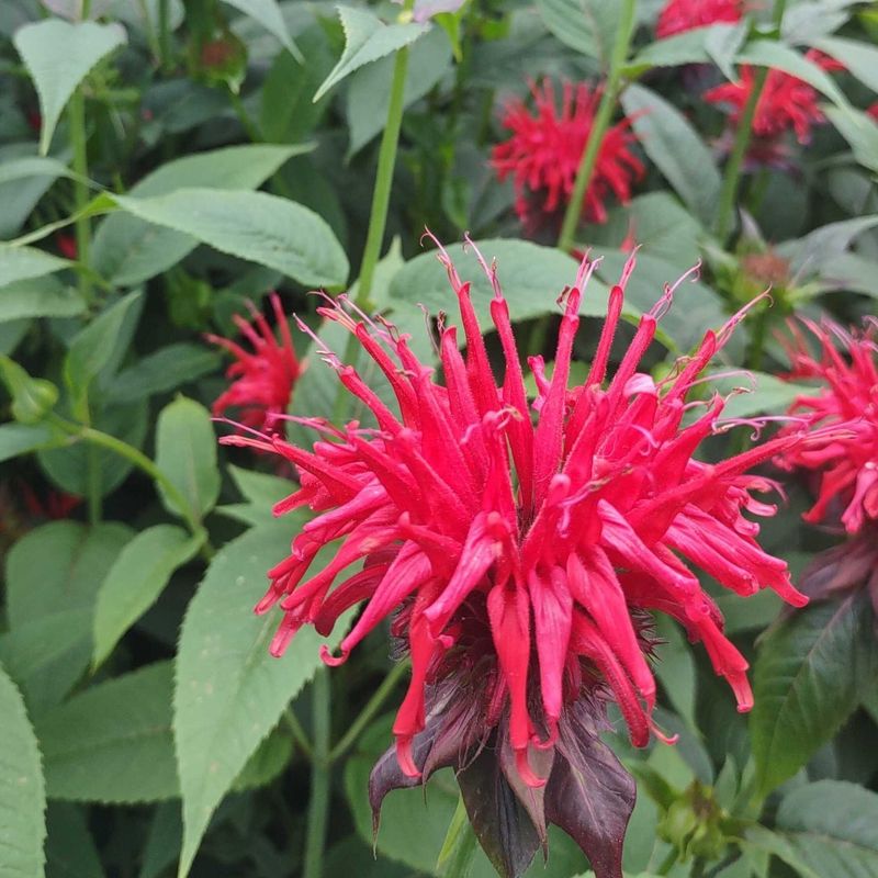 Bee Balm (Monarda)