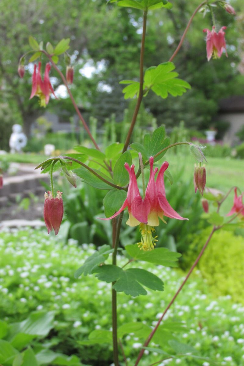 Columbines Surrender Ground Easily