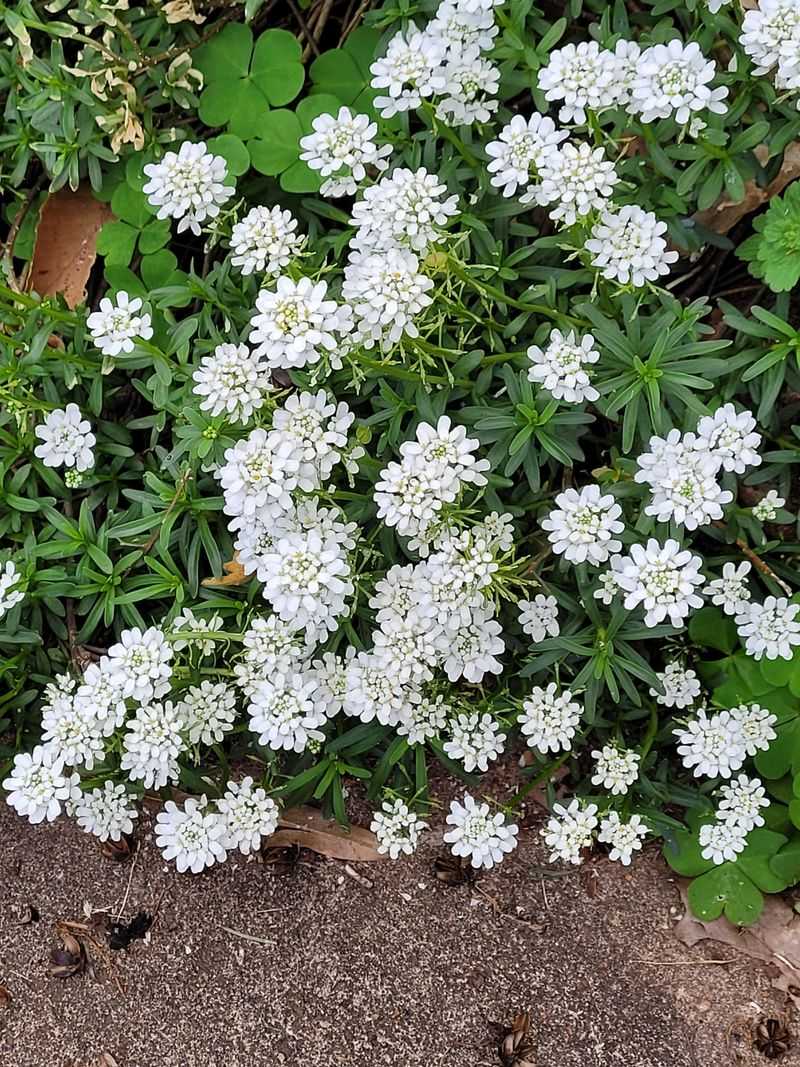 Candytuft Looks Shabby After Spring