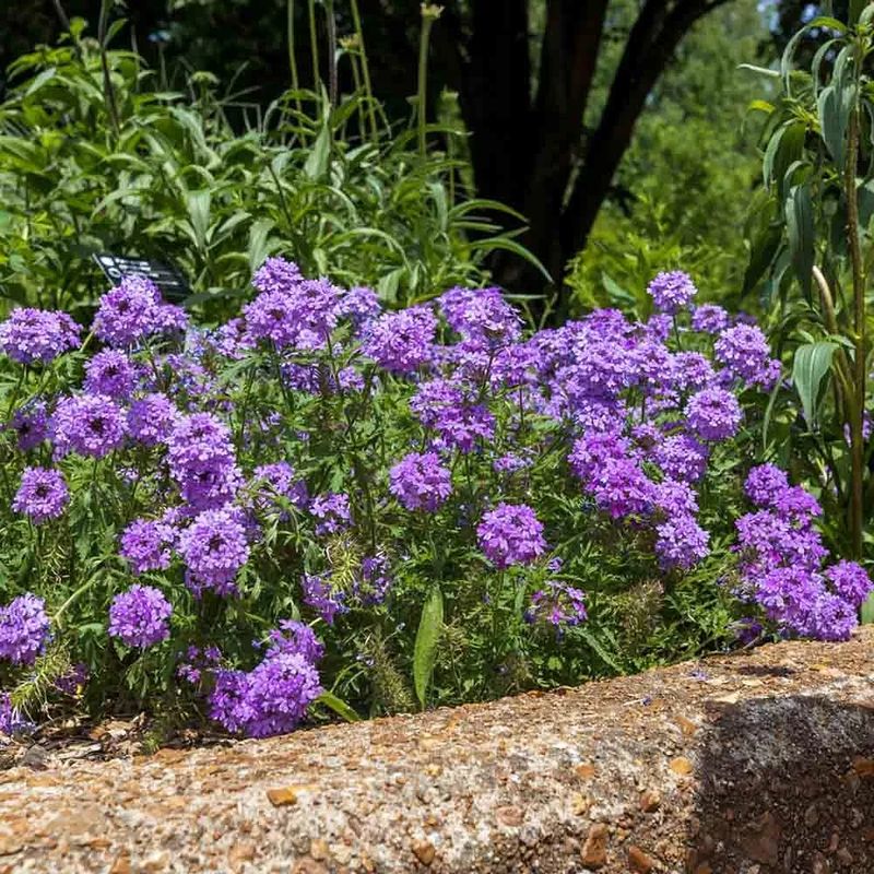 Catmint: The Cat-Friendly Charmer