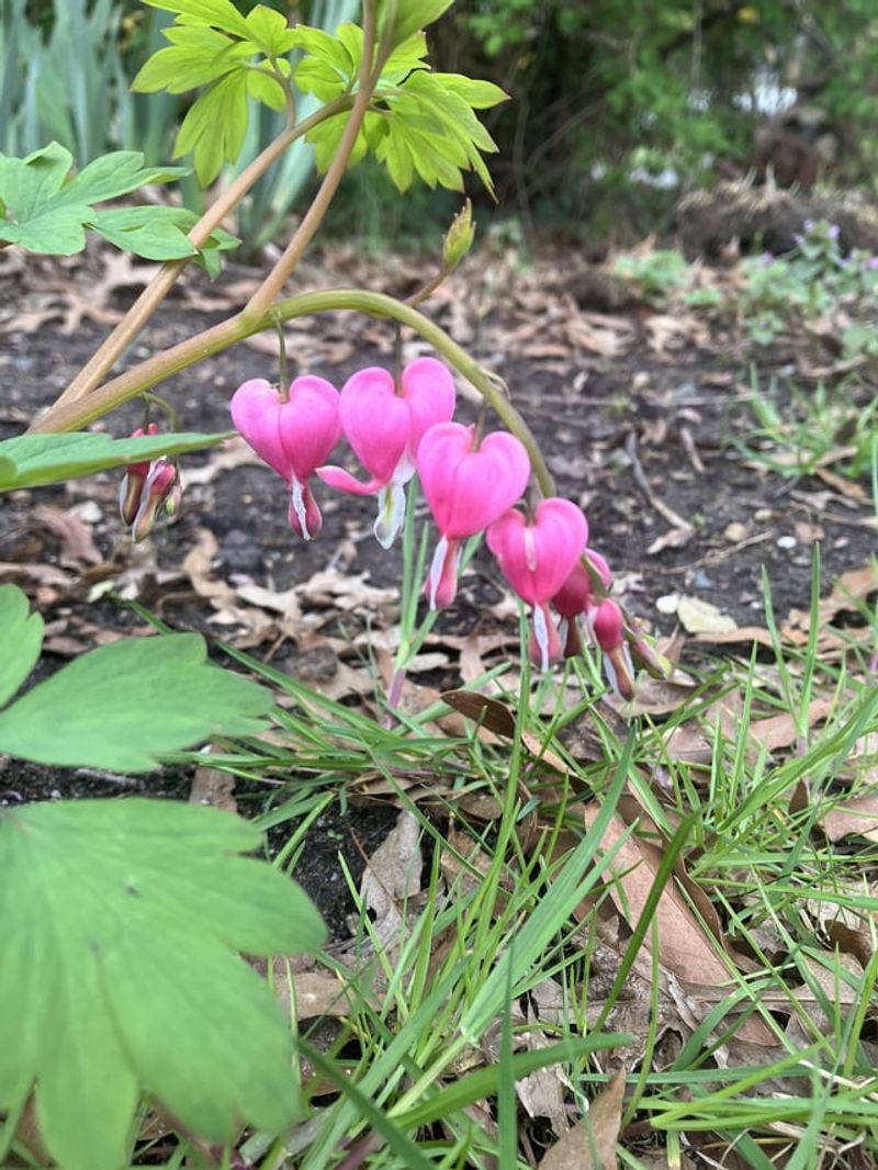 Bleeding Heart Fails When Moisture Disappears