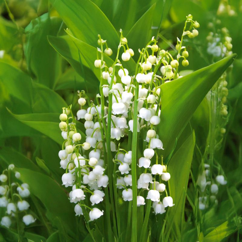 Lily of the Valley