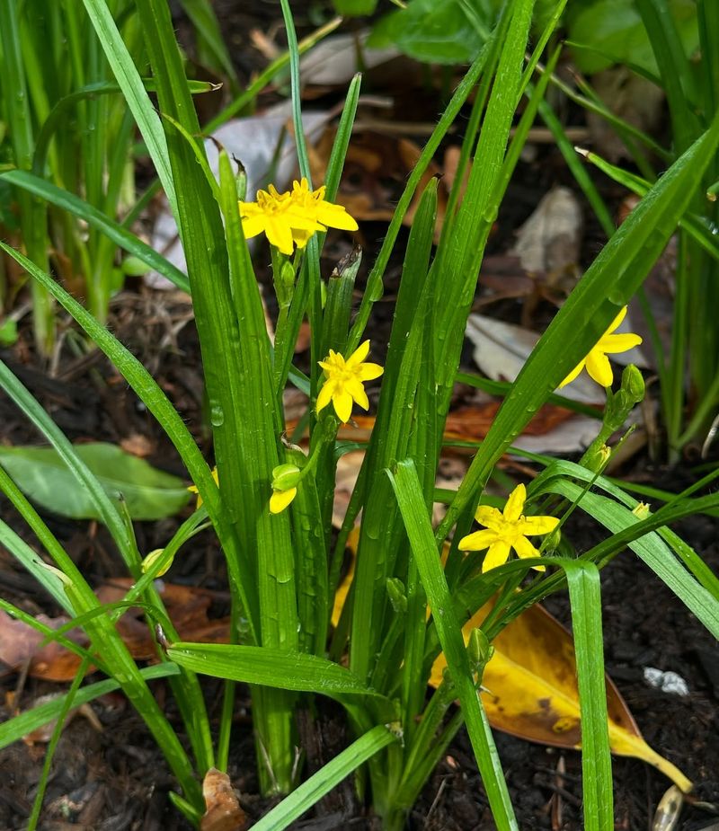 Threadleaf Coreopsis