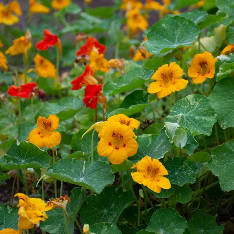 Nasturtium