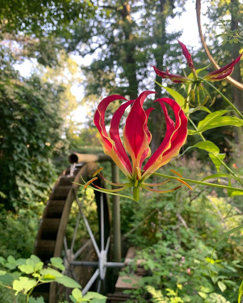 Fire Lilies