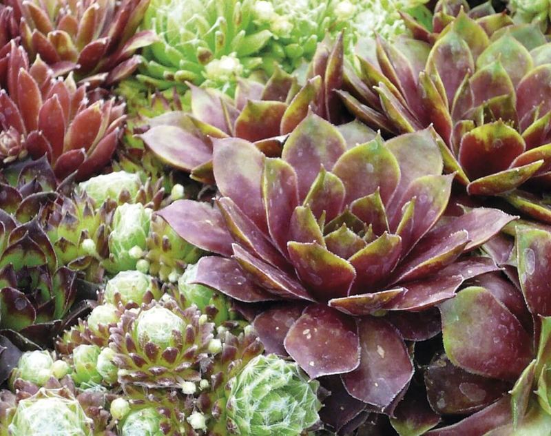 Hens And Chicks