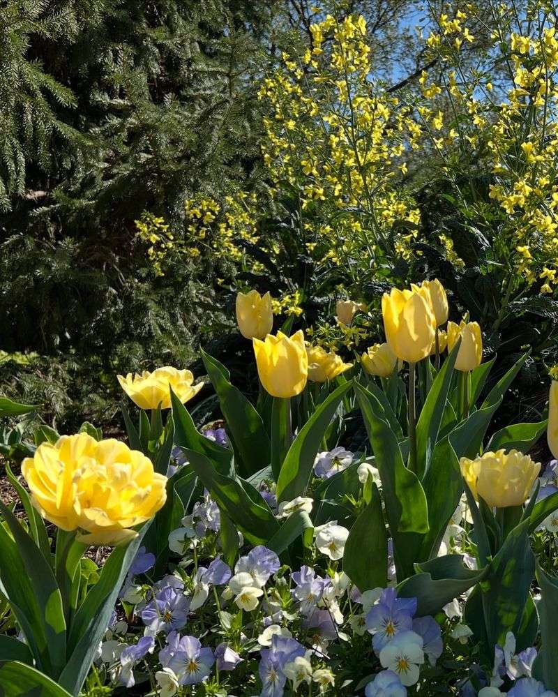 Lavender and Soft Yellow: Subtle Harmony