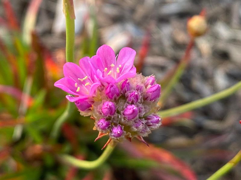 Sea Thrift (Armeria maritima)