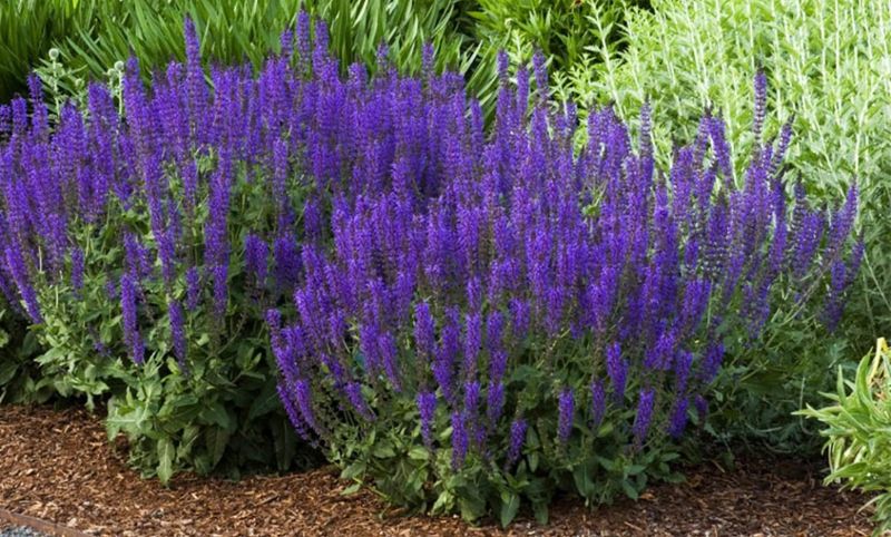 Salvia 'May Night'