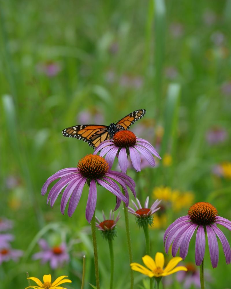 Purple Coneflower