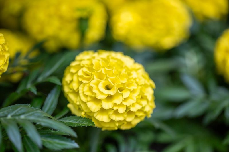Marigolds