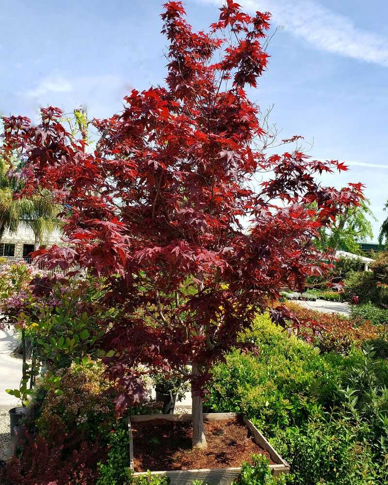 Maple Trees