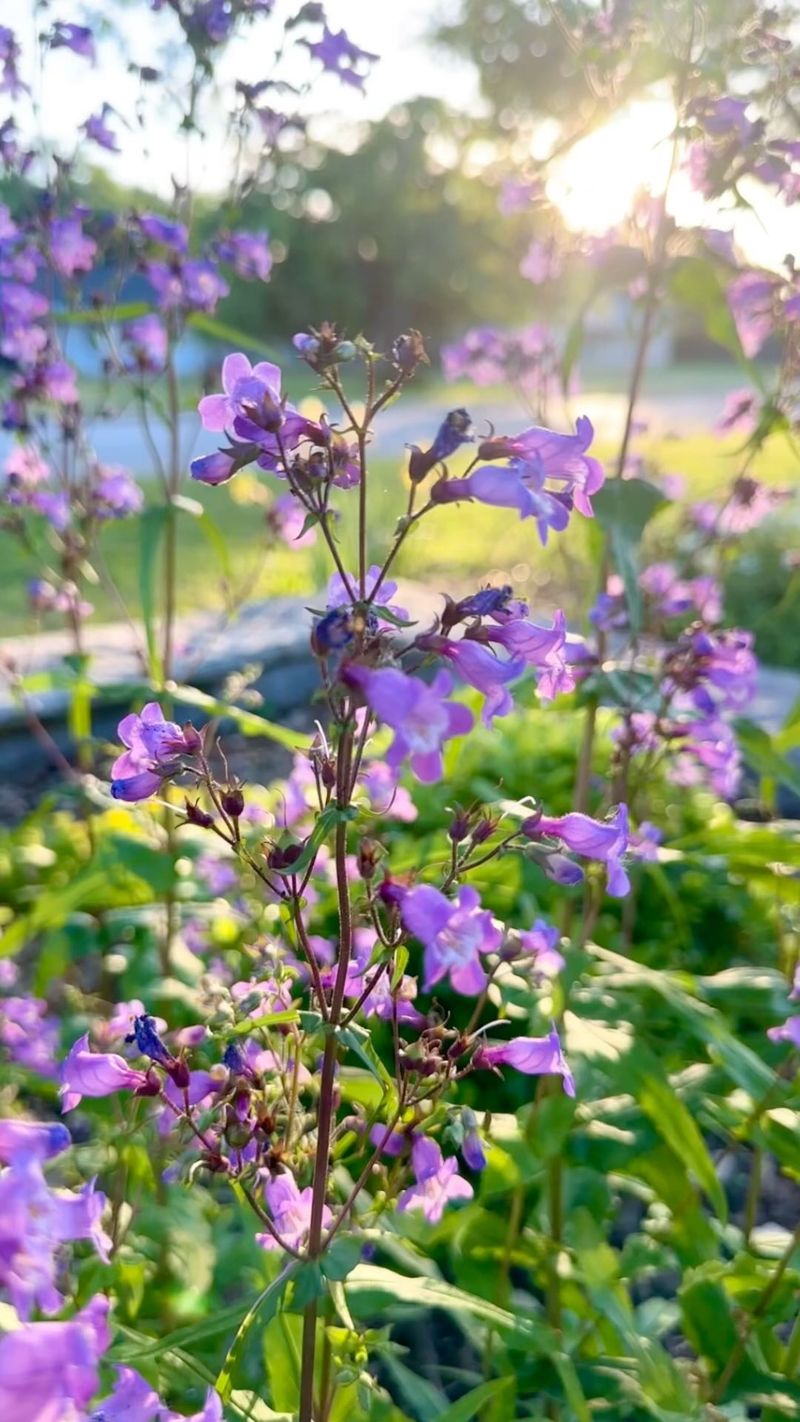 Penstemon's Light Requirement