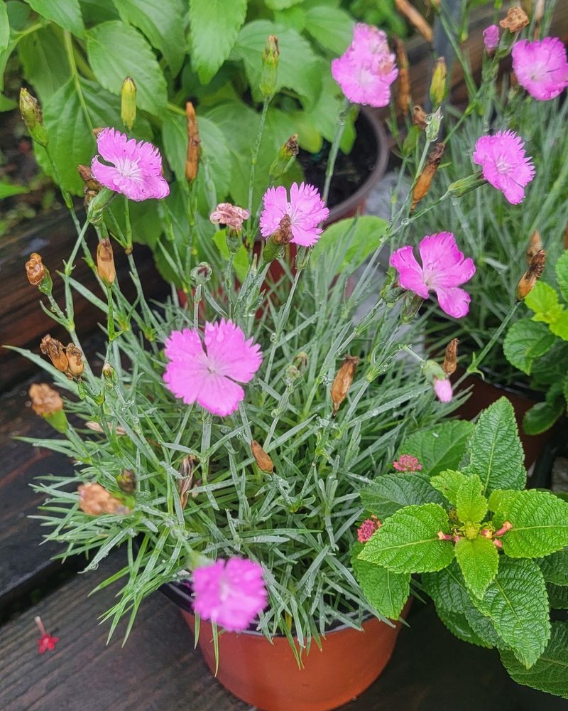 Dianthus