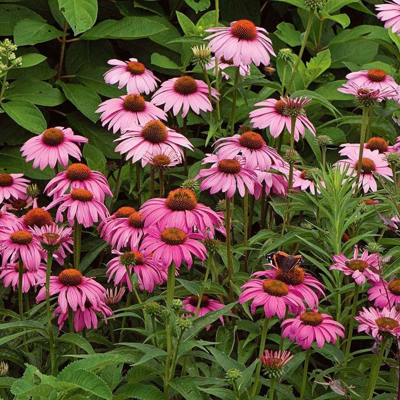 Echinacea (Purple Coneflower)