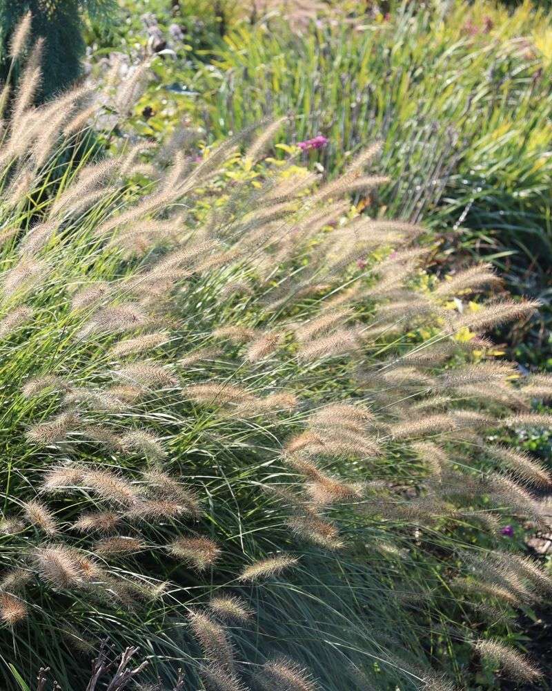 Ornamental Grasses